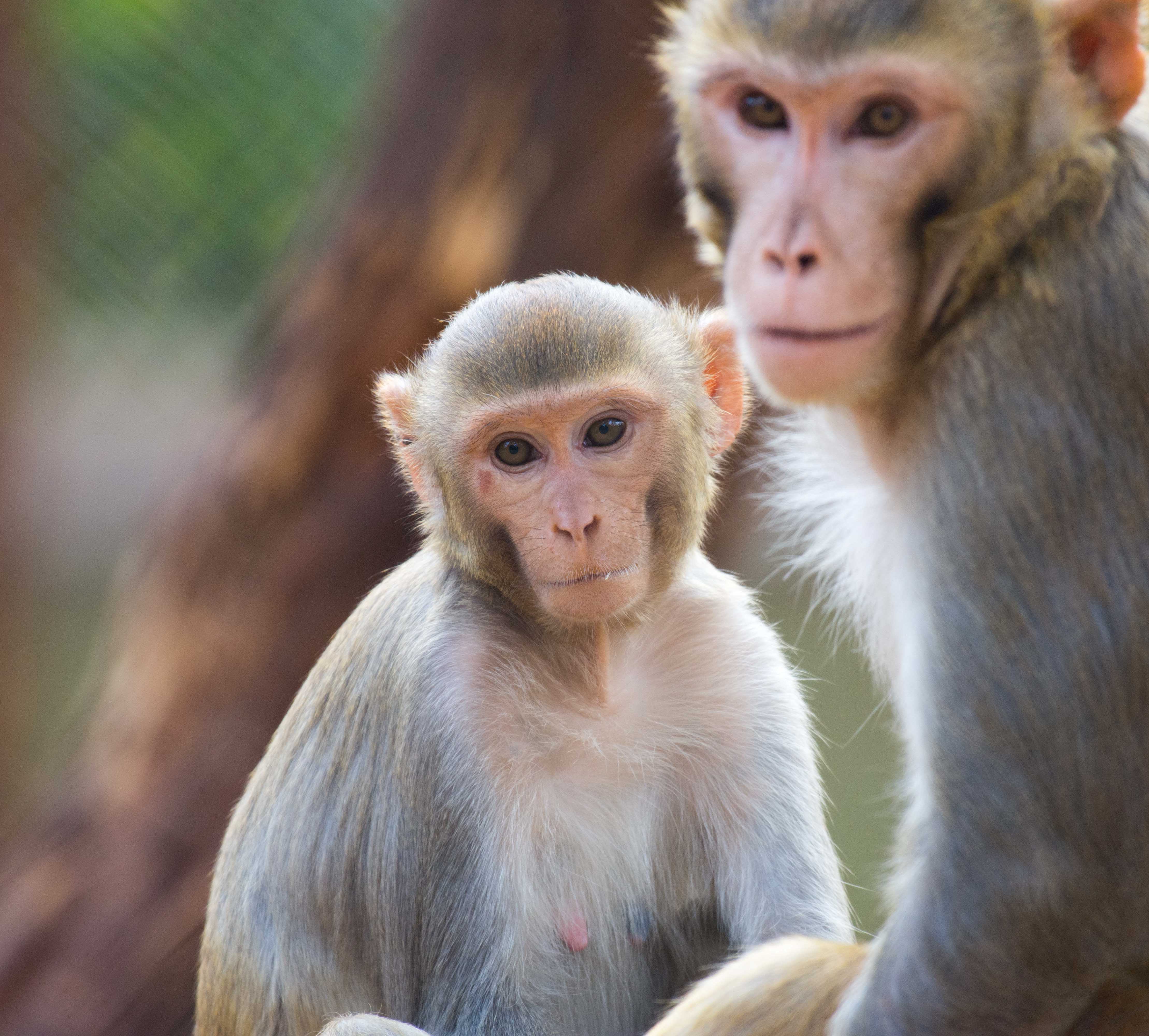 Rhesus Macaque